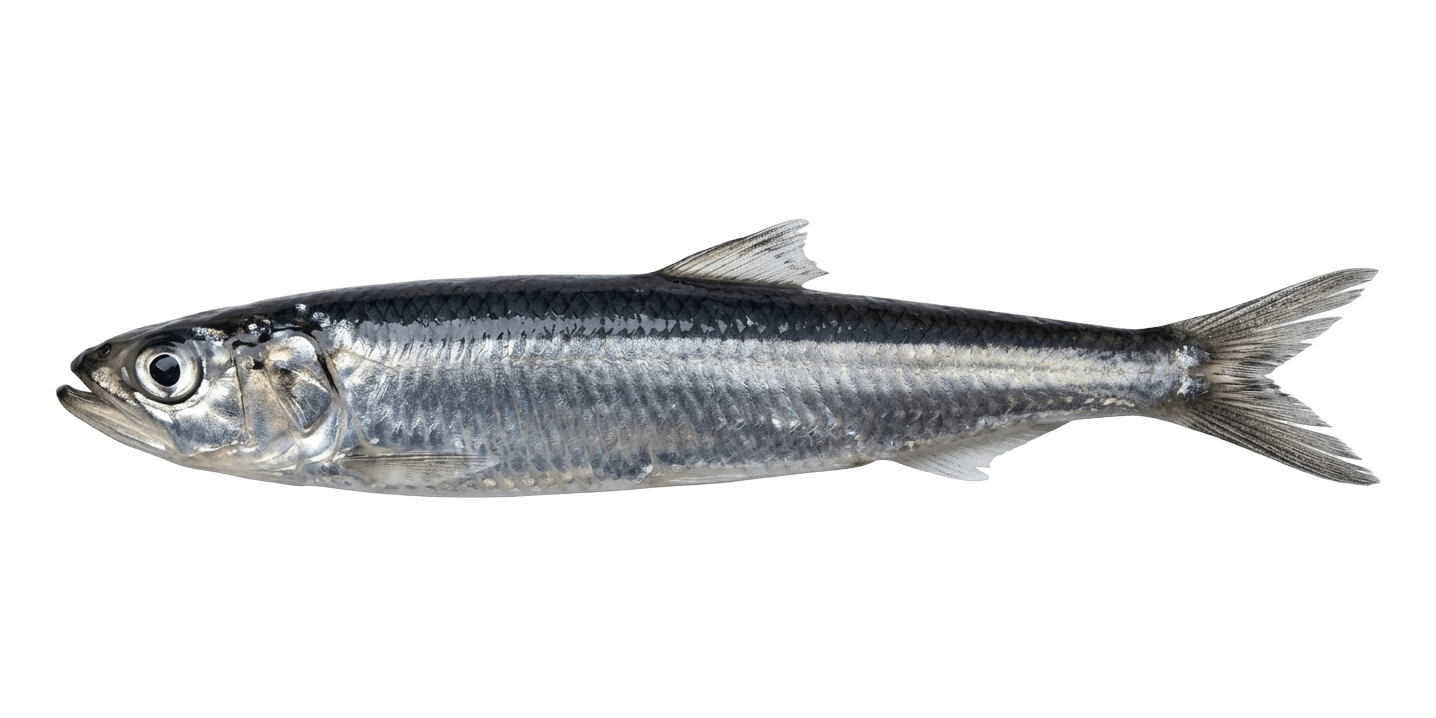 hamsi