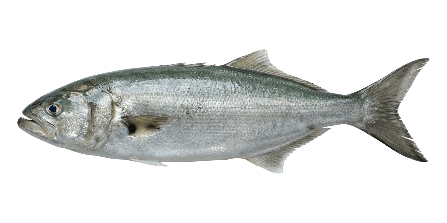 lüfer