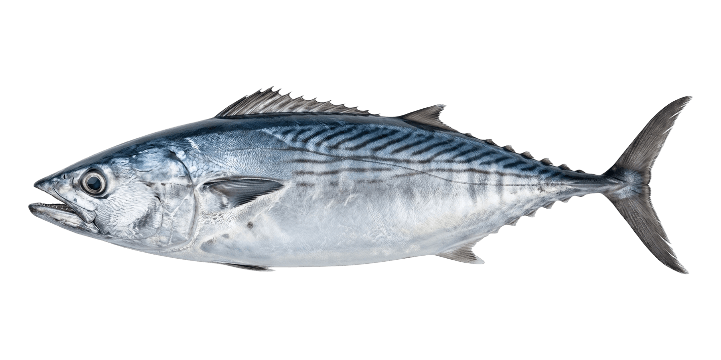 palamut