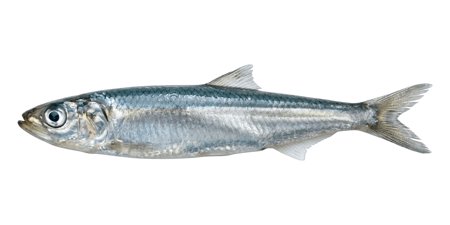 Sardalya
