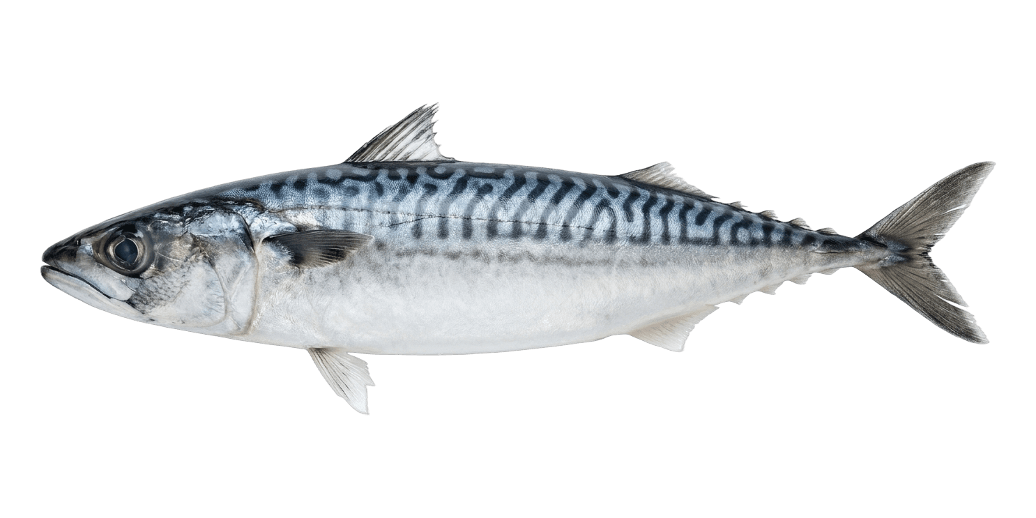 Uskumru