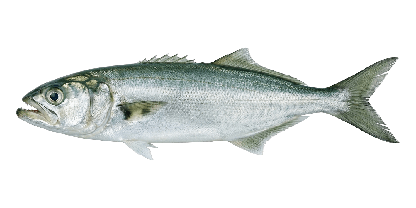 çinekop